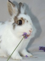 /album/bebes-dans-leur-nouvelle-famille/nougat-jpg1/