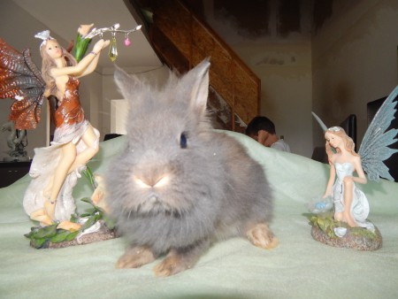 femelle siamoise bleue gris