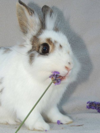 nougat chez mes lapinous tout doux